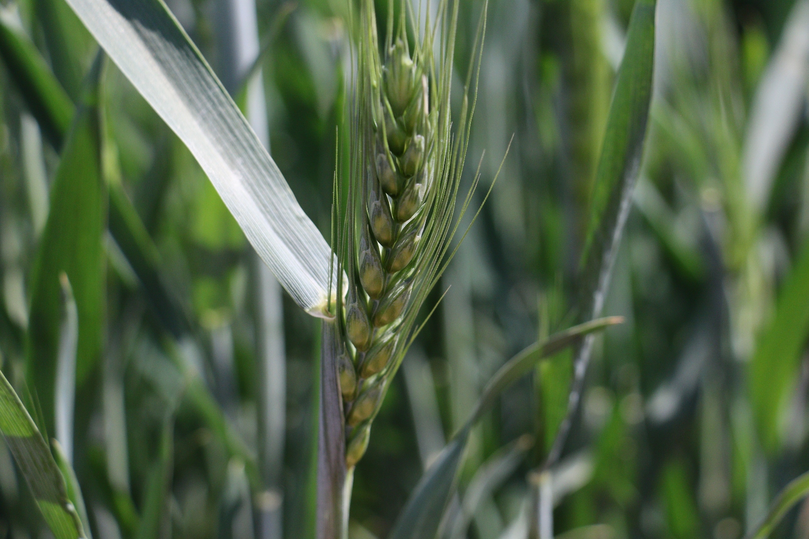 小麥防干熱風(fēng)||關(guān)鍵期護(hù)糧有妙招(圖文)