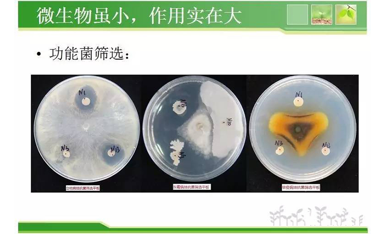 1495248096133828.jpg 66.jpg