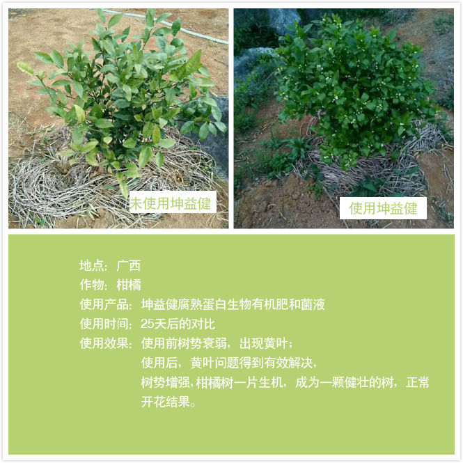 1525684437880946.jpg 柑橘樹.jpg