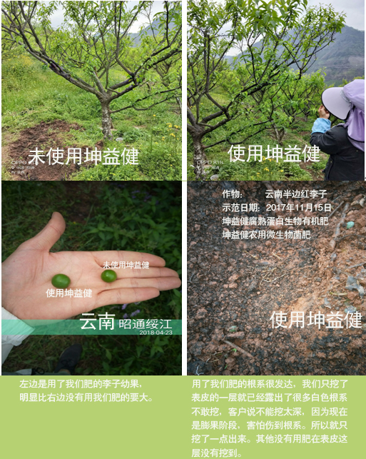 1525684508103973.jpg 李子.jpg