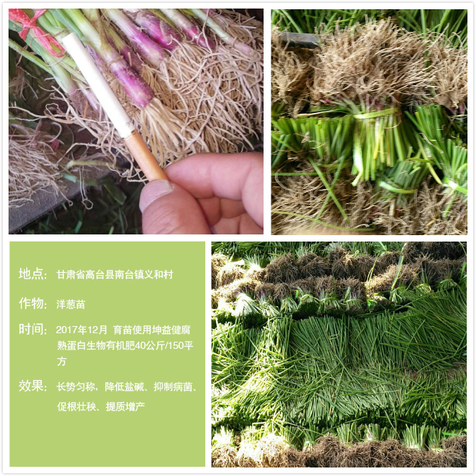 1525684660555368.jpg 洋蔥育苗(加文字).jpg