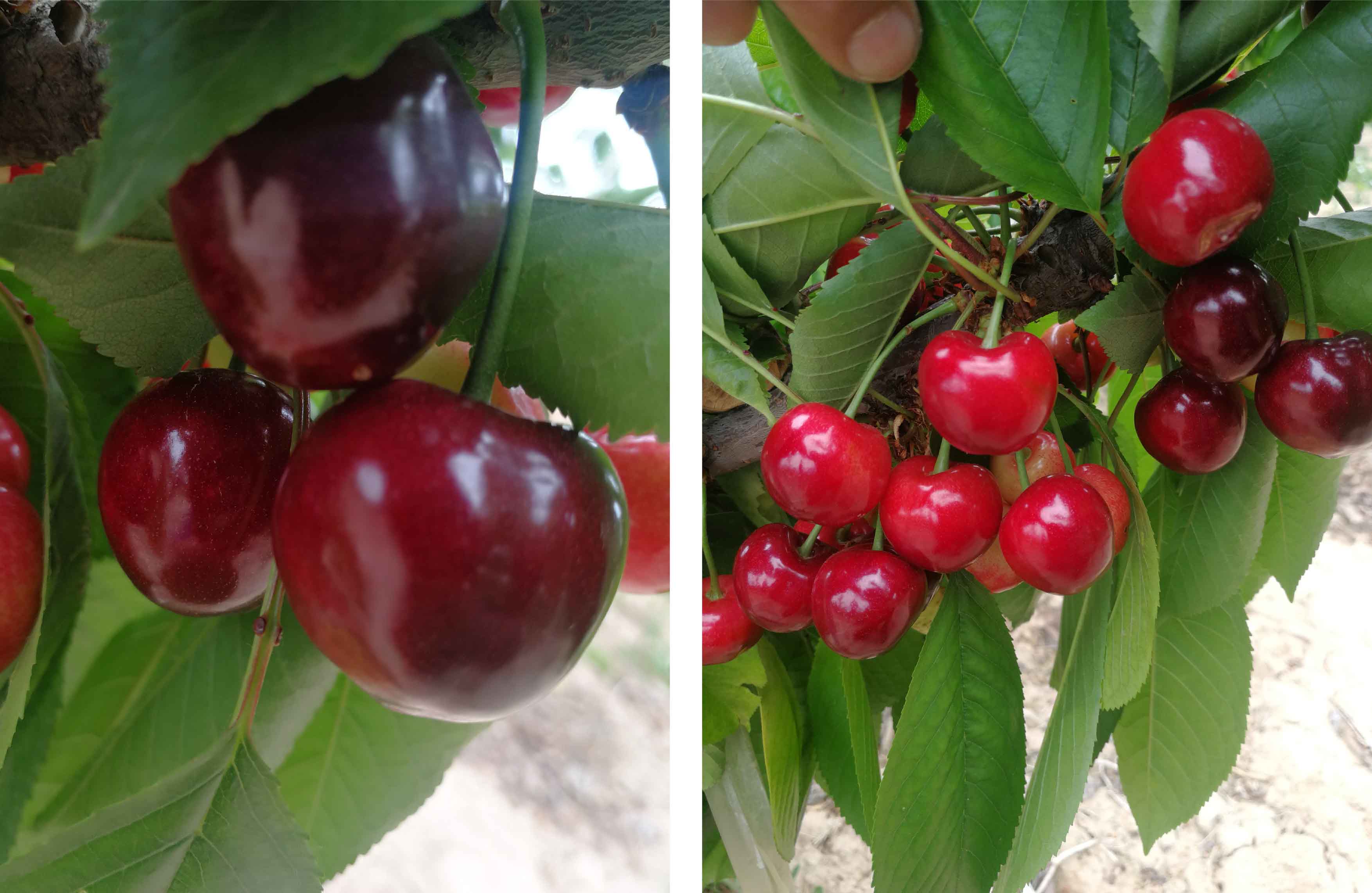 1598420684373820.jpg 未標題-1-01.jpg