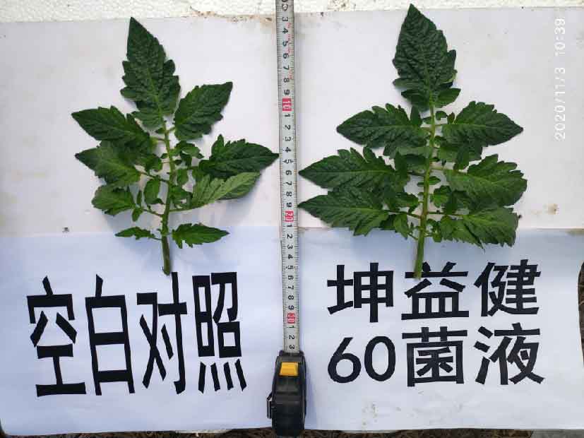 1606441070310376.jpg 10-01.jpg