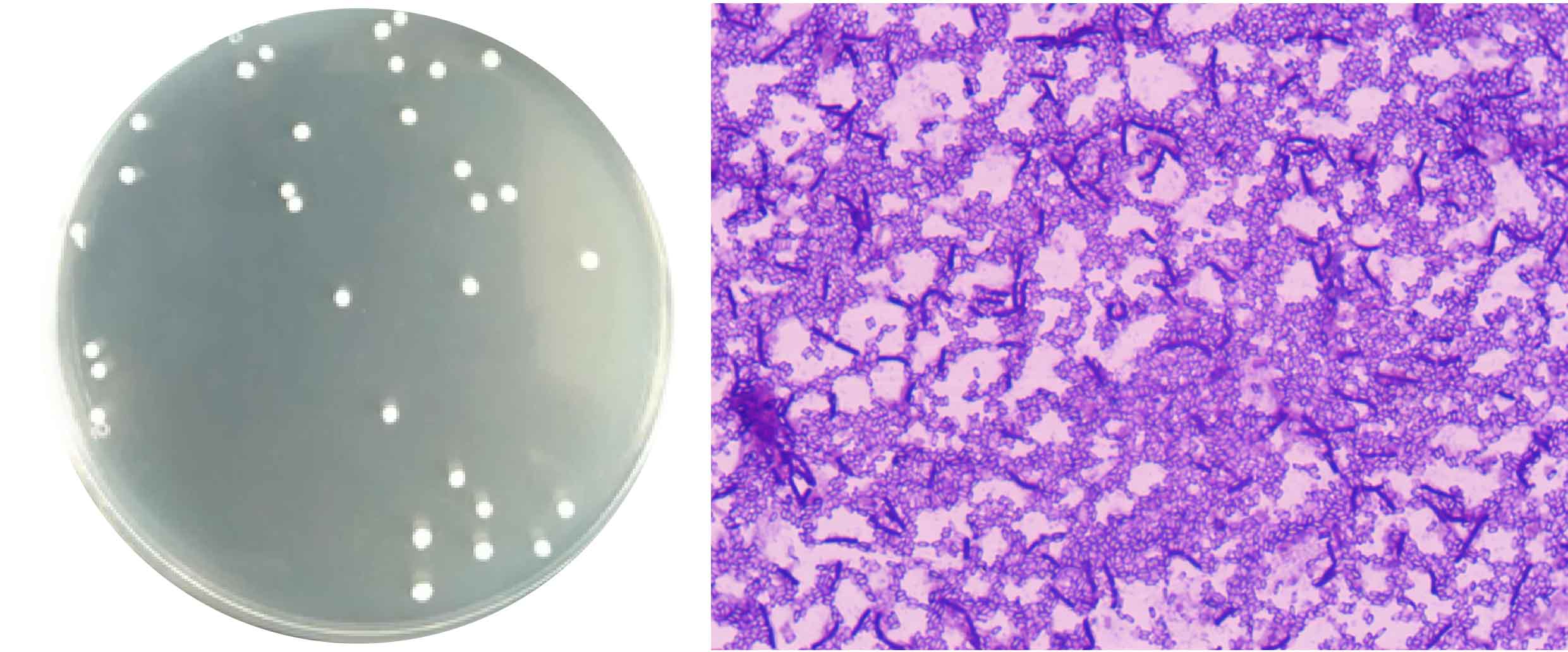 1672887233897172.jpg 貝萊斯-03.jpg