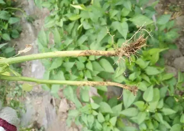 1672895294692797.jpg 5.jpg